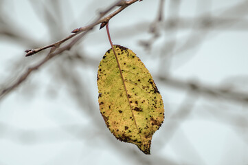 Closeup shot of a damaged tree hanging from a branch