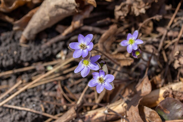 Close up view of a cluster of uncultivated native Sharp-lobed Hepatica wildflowers (anemone acutiloba) growing undisturbed in a North America woodland ravine in early spring