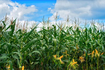 Wall Mural - corn field in sunset