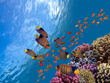 canvas print picture - Underwater scene. Coral reef, fish groups in clear ocean water