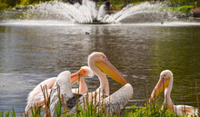 Great White Pelicans In St James's Park, London. Six Pelicans, Free To Come And Go As They Please, Call The Park Their Home And Are A Major Attraction For Visitors.