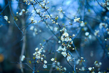 White Spring Blossoms On Blue Background
