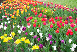 Fototapeta Tulipany - Bright colorful tulip blossoms in spring