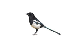 Magpie Bird Subject Cut Out And Placed On A White Background