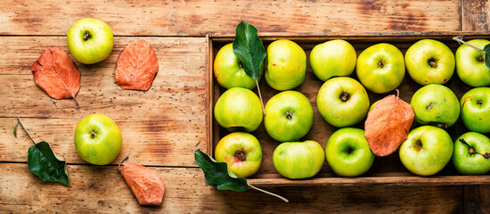 Wall Mural - Harvest green apples