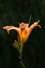 A close-up photo of Orange Lily