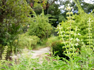 Holy basil in a lush garden Is a vegetable that has many benefits and is popularly used in cooking