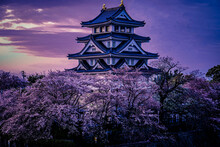 Japanese Traditional Gifu Castle And Cherry Blossoms