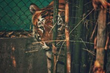 Tiger In The Zoo