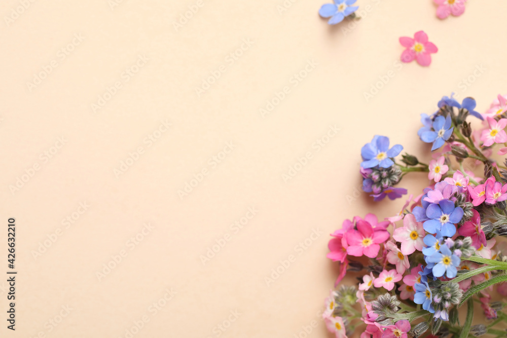 Beautiful Forget-me-not flowers on beige background, flat lay. Space for text - obrazy, fototapety, plakaty 