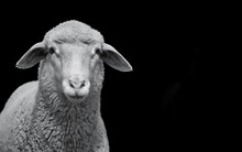 Closeup Of A Young White Sheep Looking At Camera And Isolated On Black Background