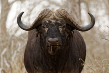 Cape Buffalo Portrait In The Wild