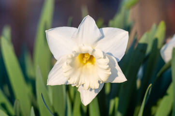 Fotomurales - White daffodil (Narcissus)on green background.