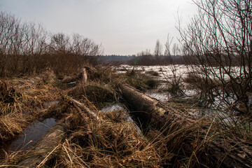 Poster - swamps in the morning