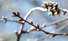 The buds on the branches of the tree bloom