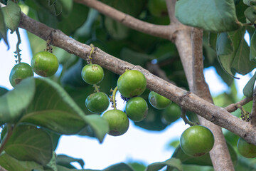 Green wild medlar (Vangueria infausta) round wild african fruit locally known as mpfilwa, umviyo or umtulwa 