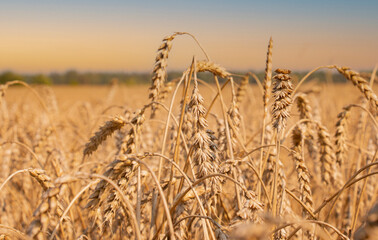 Close-up of ripe and yellow wheat ears on the field in summer at sunset. Ecological clean product.