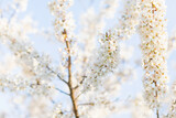 Fototapeta Kwiaty - Cherry blossoms sakura