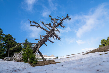 Sticker - Dead tree along a hiking trail in the Vercors