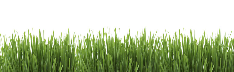 Isolated green grass on a white background