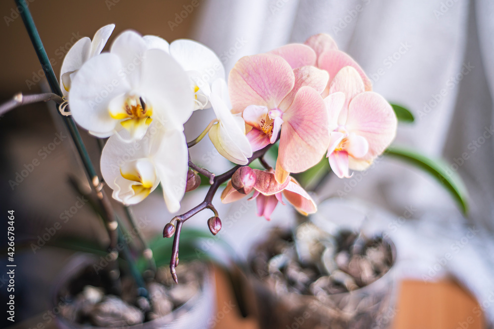 pink and white orchids, Phalaenopsis orchid flowers white pink, growing ornamental plants at home, orchid flower close-up, delicate light Phalaenopsis flower