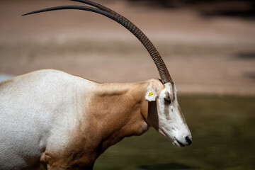 Poster - Profile portrait of a horned oryx under the sunlight