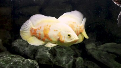 Wall Mural - Astronotus Ocellatus. Exotic fish in the aquarium. Large fish in an aquarium on a dark background. 