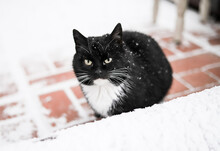 A Black Cat With A White Chest Sits Against A Background Of White Snow And A Red Brick Path