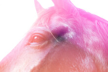 Detail Of Horse Face With Pink Hue