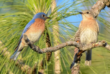 Eastern Bluebirds (Sialia Sialis) Perched On Long Leaf Pine Tree As The Male Looks At Female, Pine Needles And Blue Sky Background, Feather Detail, Eyes In Focus, Selective Focus
