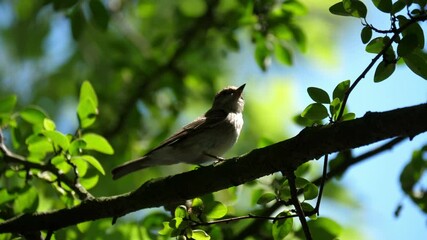 the bird lands on a tree branch