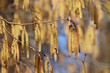 Leinwanddruck Bild - Hazel catkins on a tree branch close up in sunny day. Forest in  spring, allergenic plant