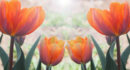 Wall Mural - Orange tulips in a bright glow on a spring morning.