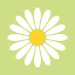 © Kagan Kaya - Daisy or Chamomile Flower on Green Meadow Icon. Vector Image.