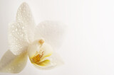 Fototapeta Kamienie - Closeup shot of a white orchid covered in dewdrops on a white background with copy space
