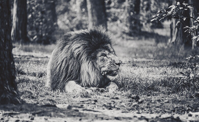 Ein Löwenmännchen zerkaut seine Beute im Serengeti-Park Resort Zoo. Der König des Dschungels als schwarzweiss monochrom Panorama Poster. Löwe in Fresslaune und auf der Jagd nach Beute.