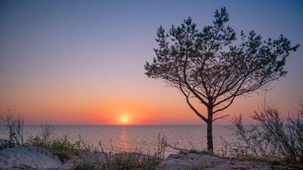 Wall Mural - Amazing lone tree growing out of the sandy beach during sunset. Colorful landscape at sea with young pine.