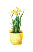 Daffodil Flower Illustration. Watercolor Spring Yellow Flowers In Pot Illustration