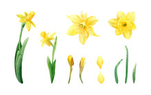 Daffodil Flowers Set. Watercolor Botanical Illustration With Yellow Daffodils, Flowers, Bud, Petals, Leaves