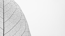 Macro Photography Of A Dry Magnolia Leaf On A White Background. Skeleton Leaf Texture.