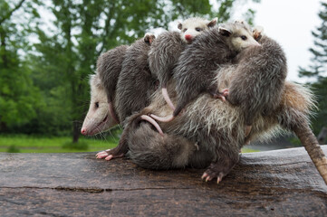 virginia opossum (didelphis virginiana) piled high with joeys walks left across log in rain summer