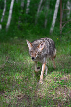 Adult Coyote (Canis Latrans) Trots Forward From Forest Edge Summer