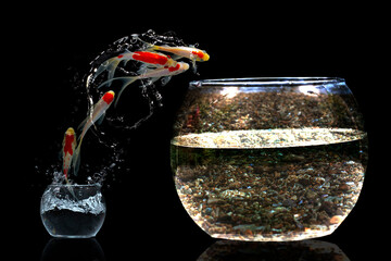 Wall Mural - Gold Koi fish jumping in aquariuam on black background