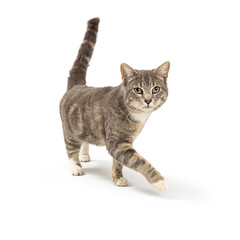 grey tabby cat walking forward looking at camera
