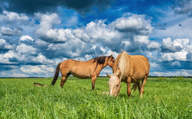 Young beautiful thoroughbred horses graze in the meadow in summer.