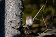 Eurasian pygmy owl(Glaucidium passerinum) sits on the branch, blurred background