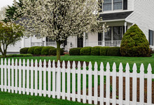 White Colonial Home With White Picket Fence And Flowering Pear Tree