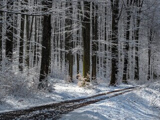 Wall Mural - forest on a winter sunny day