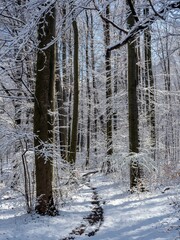 Wall Mural - forest on a winter sunny day