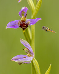 Canvas Print - Hoverfly near Pink flowers of Bee orchid